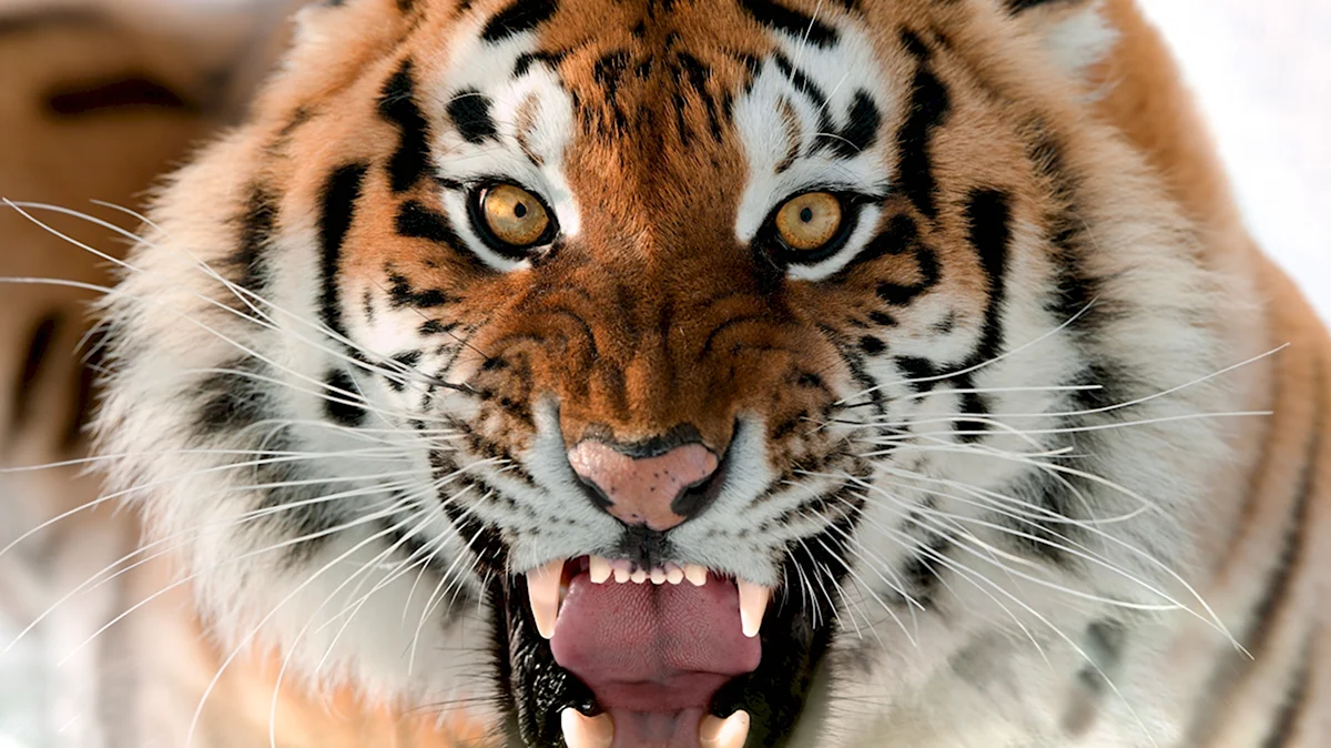 Тигр злой рычит