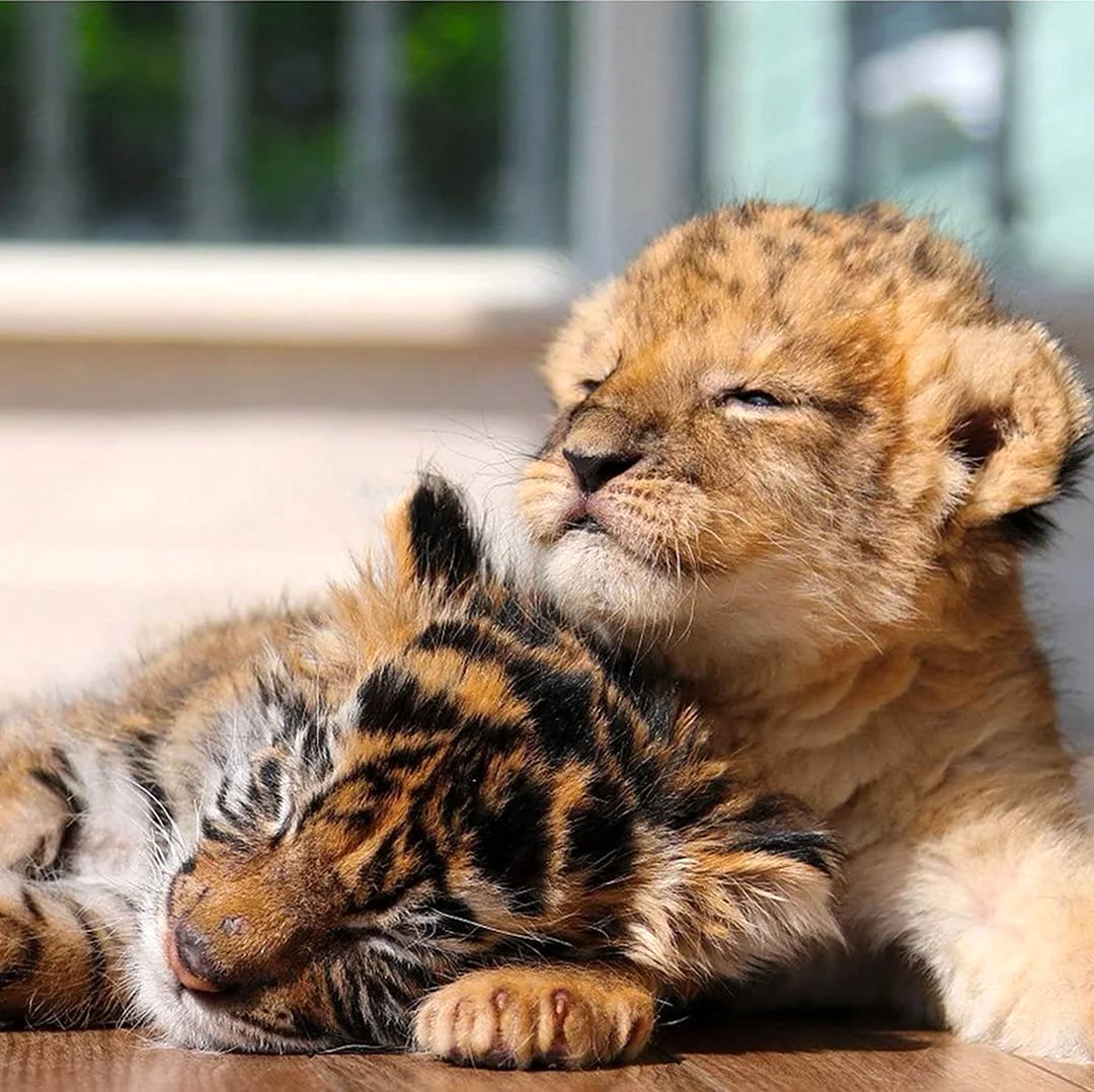 Тигрята и львята тигры львы