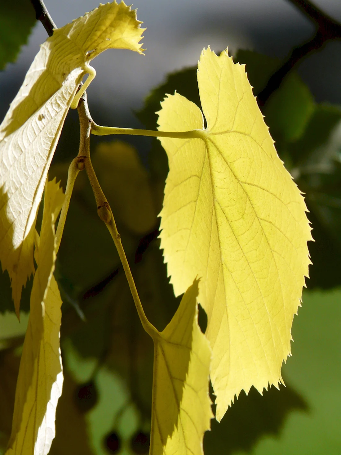 Tilia platyphyllos листья