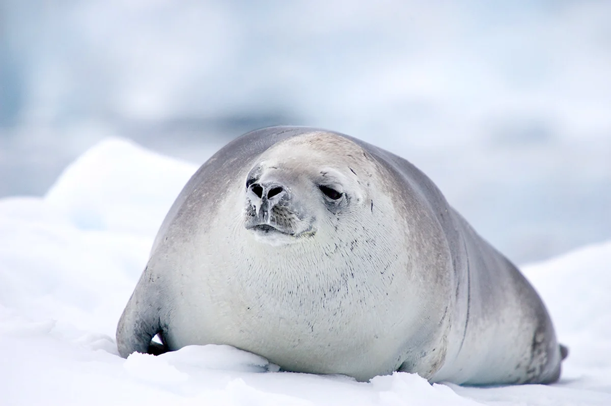 Тюлень крабоед в Антарктиде