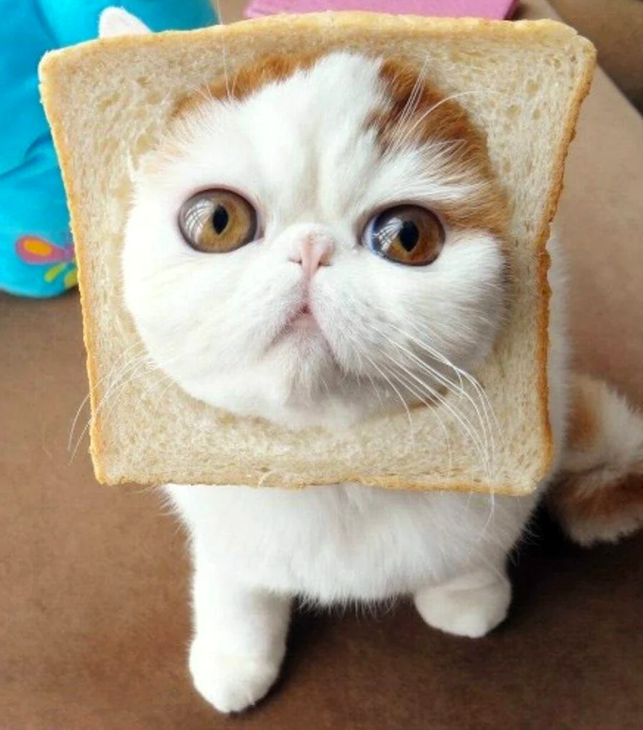 Toast Cat