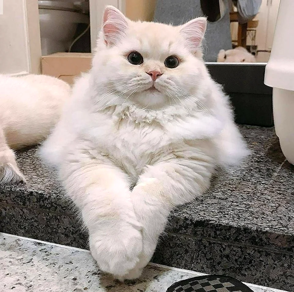 Толстый белый кот