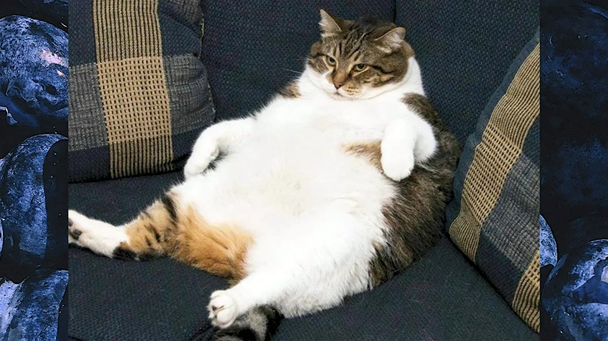 Толстый кот лежит