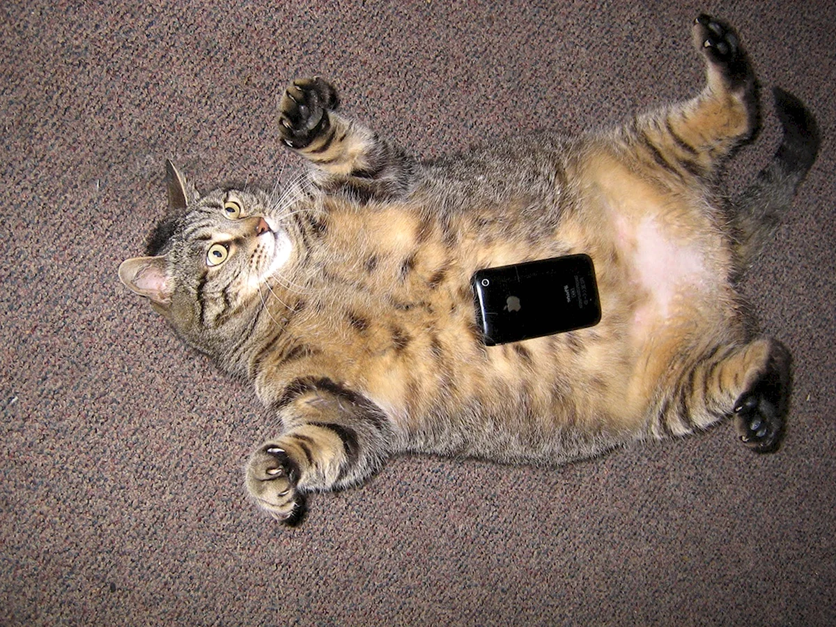 Толстый кот с телефоном