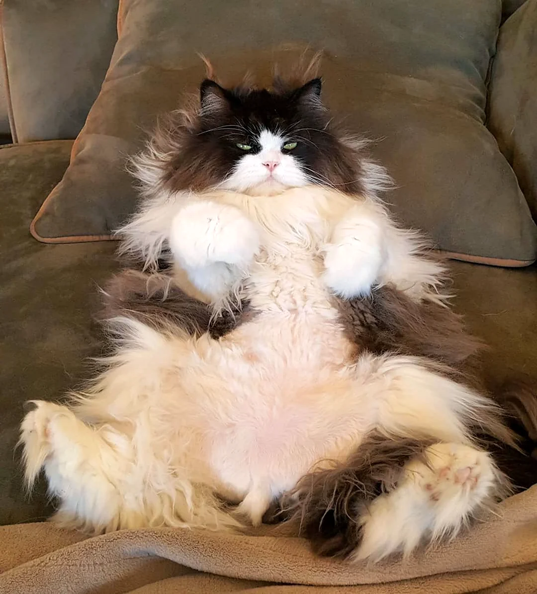 Толстый пушистый кот
