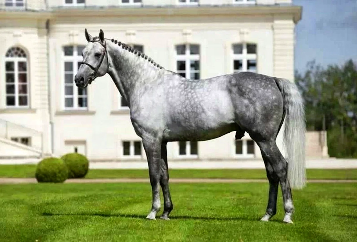 Тракененская лошадь серая