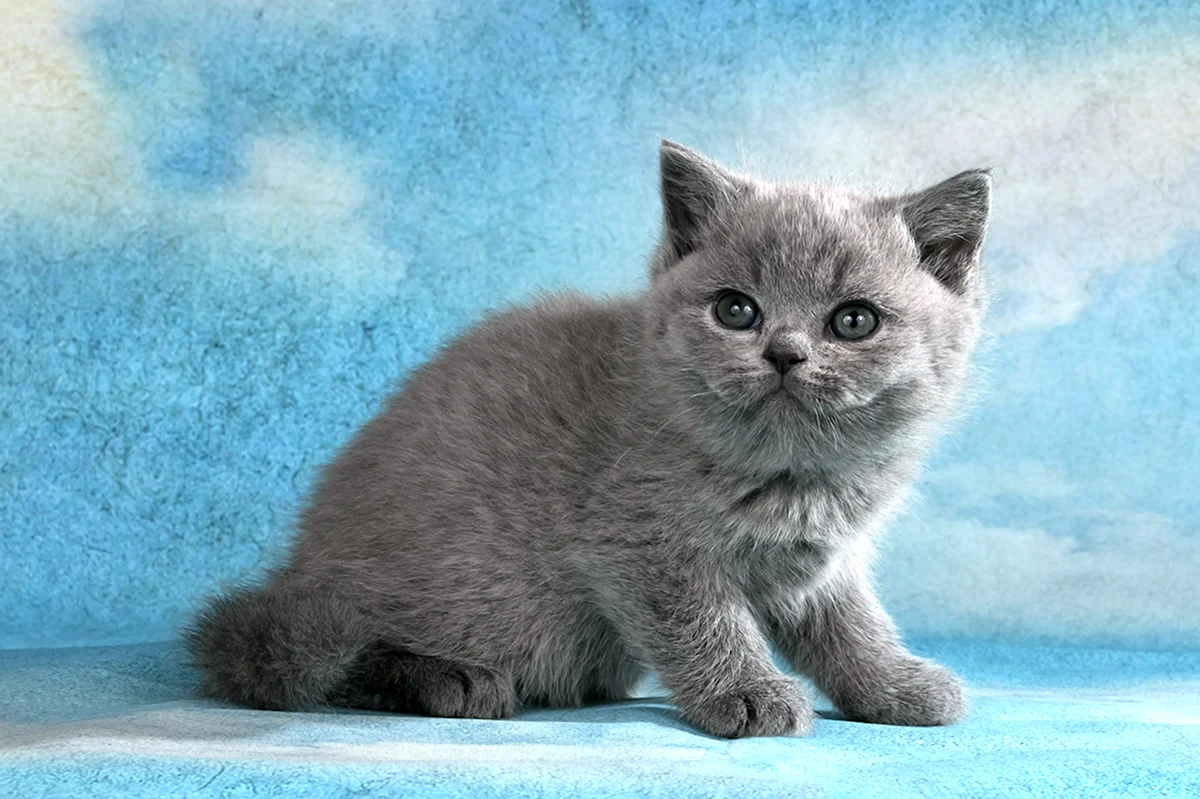 Трехмесячный британский голубой котенок