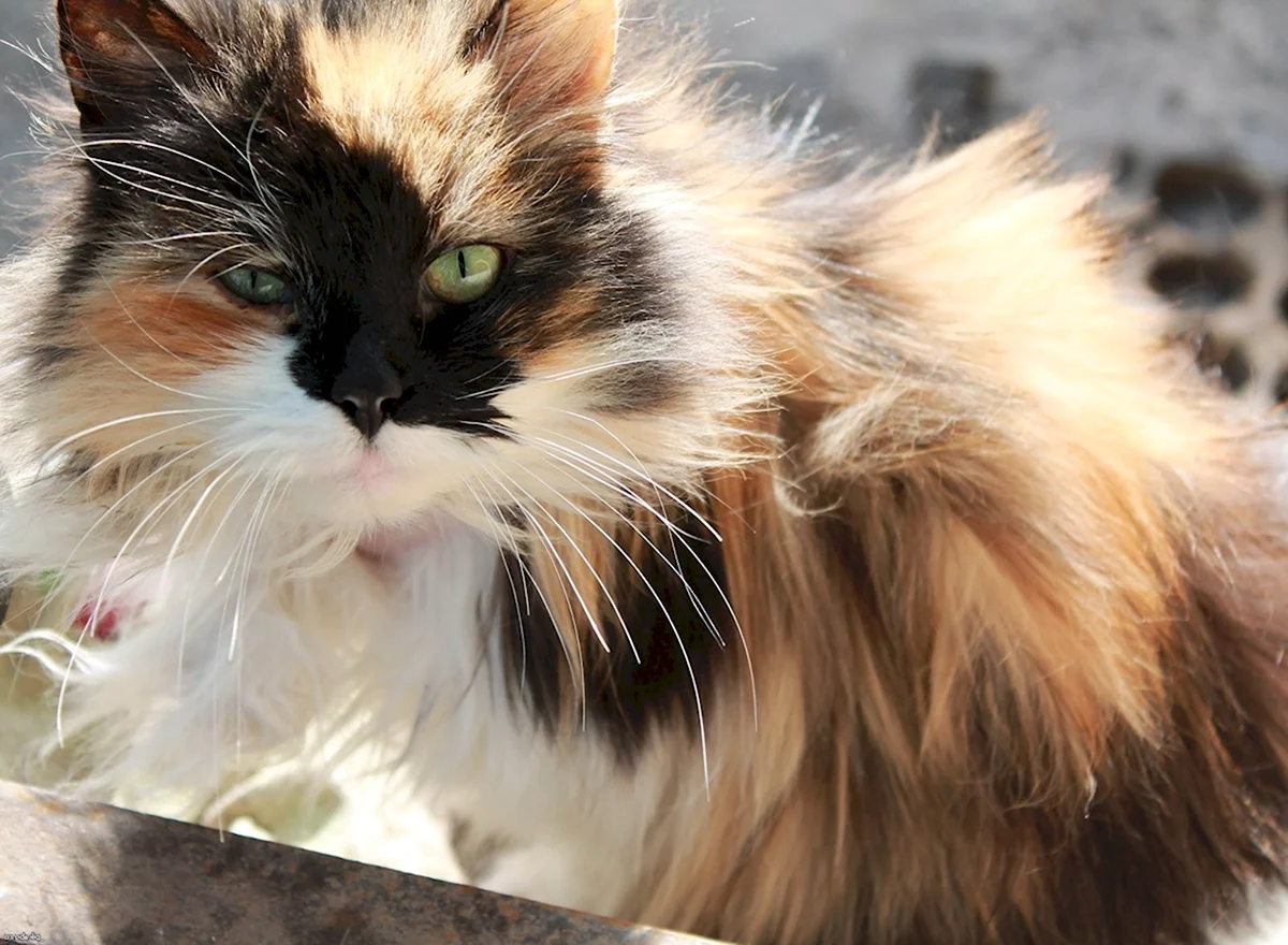 Трёхцветная кошка Сибирская кошка