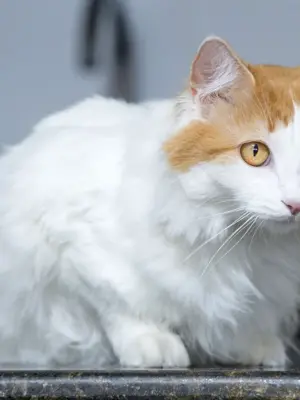 Трехцветная турецкая ангорская кошка
