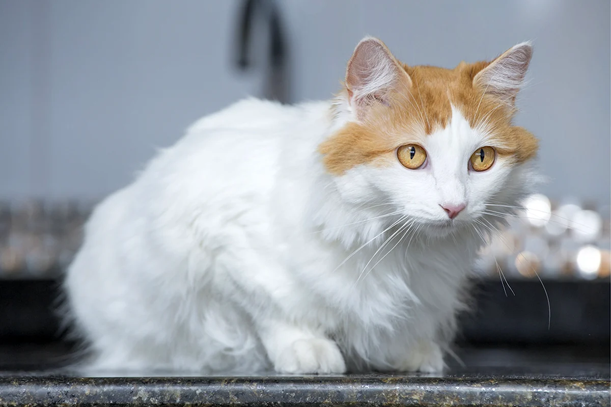 Трехцветная турецкая ангорская кошка