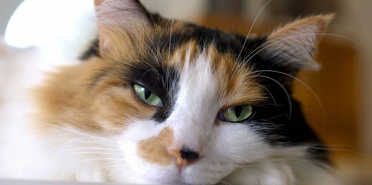 Трёхцветные кошки с зелёными глазами