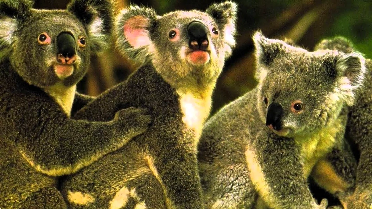 Три коалы