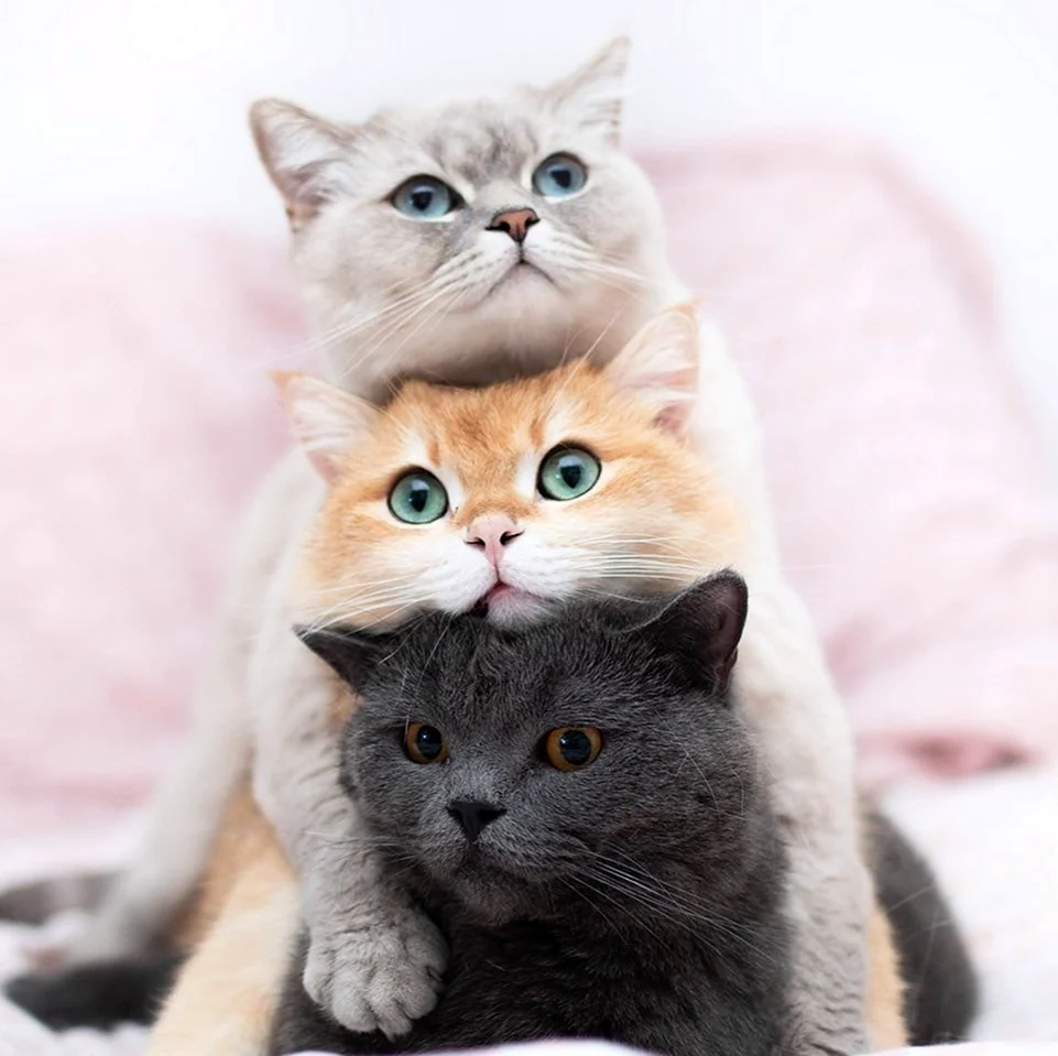 Три кошки