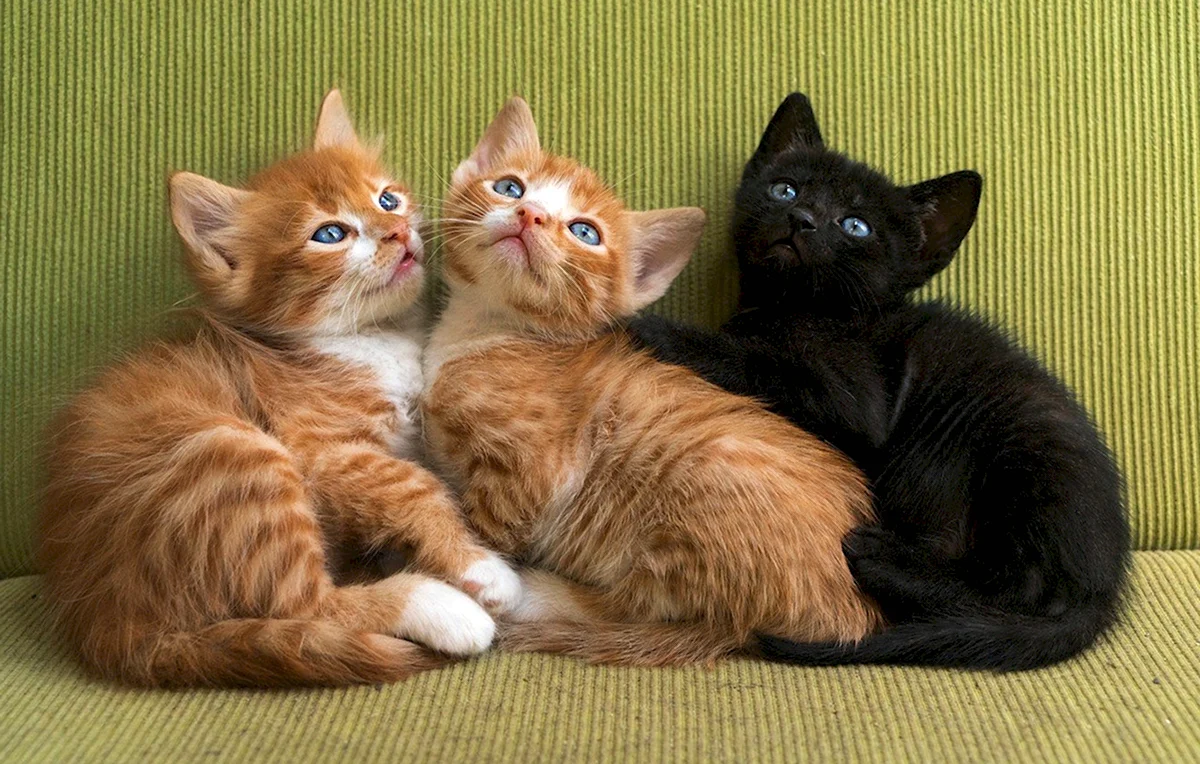 Три кошки