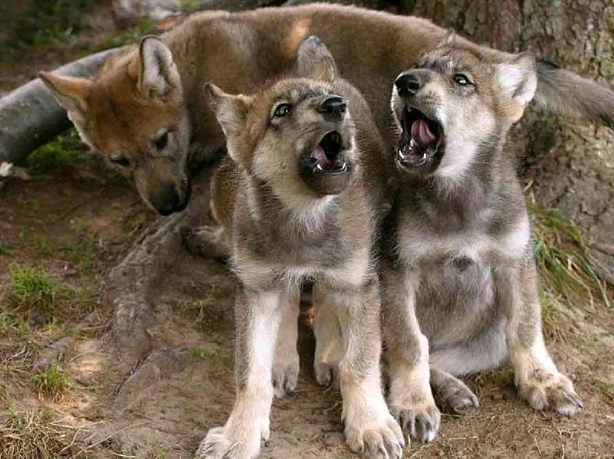 Три волчонка