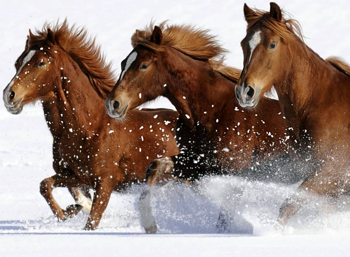 Тройка гнедых лошадей