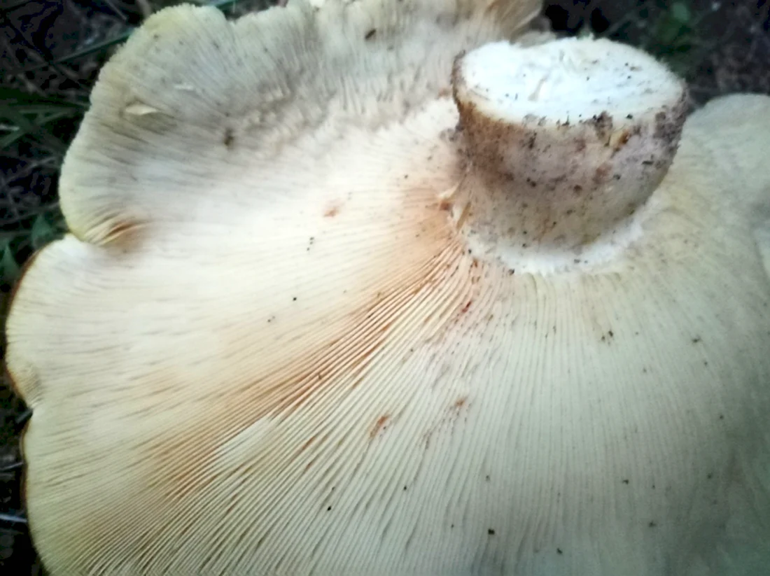 Трубчатый гриб белого цвета