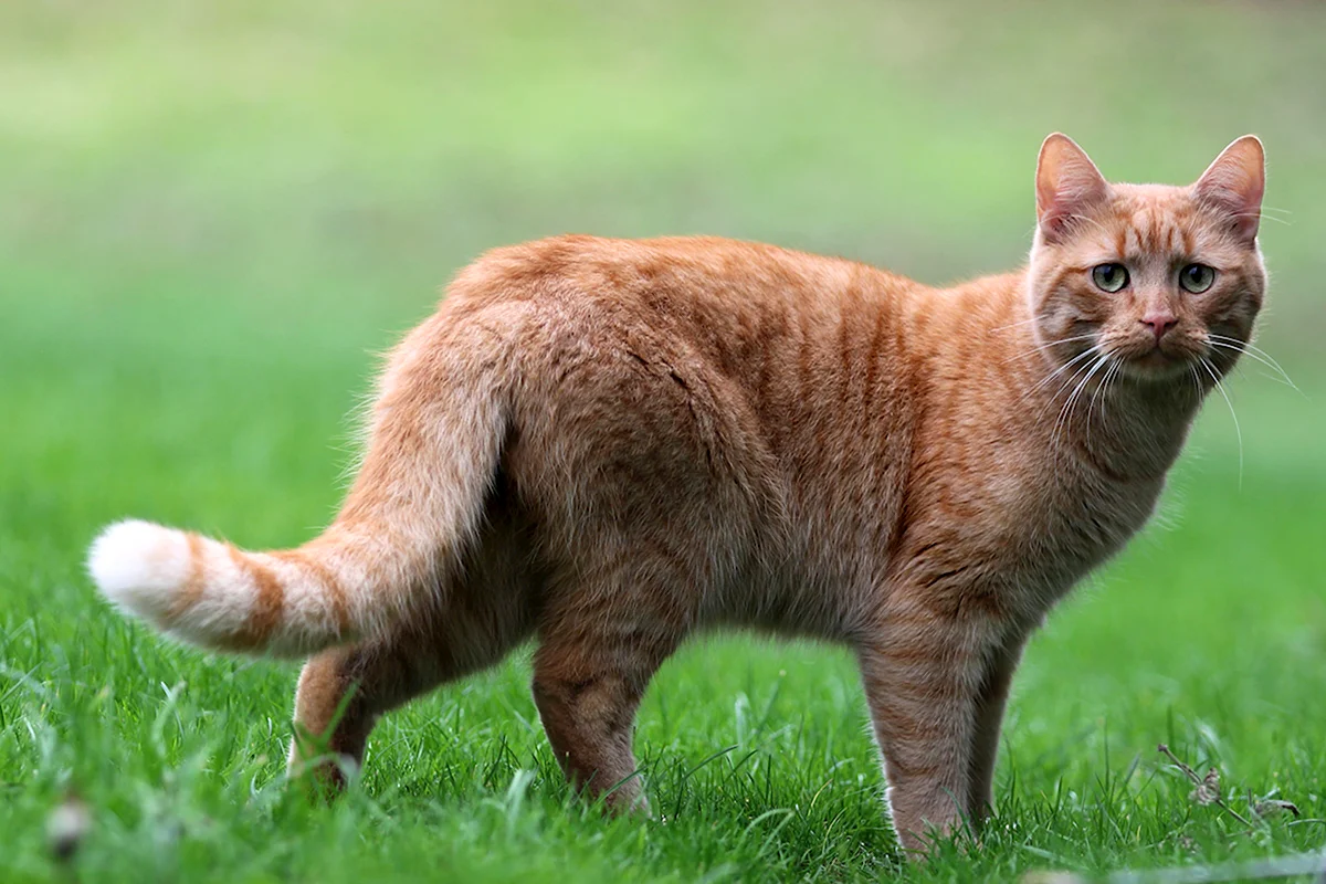 Цейлонская кошка рыжая