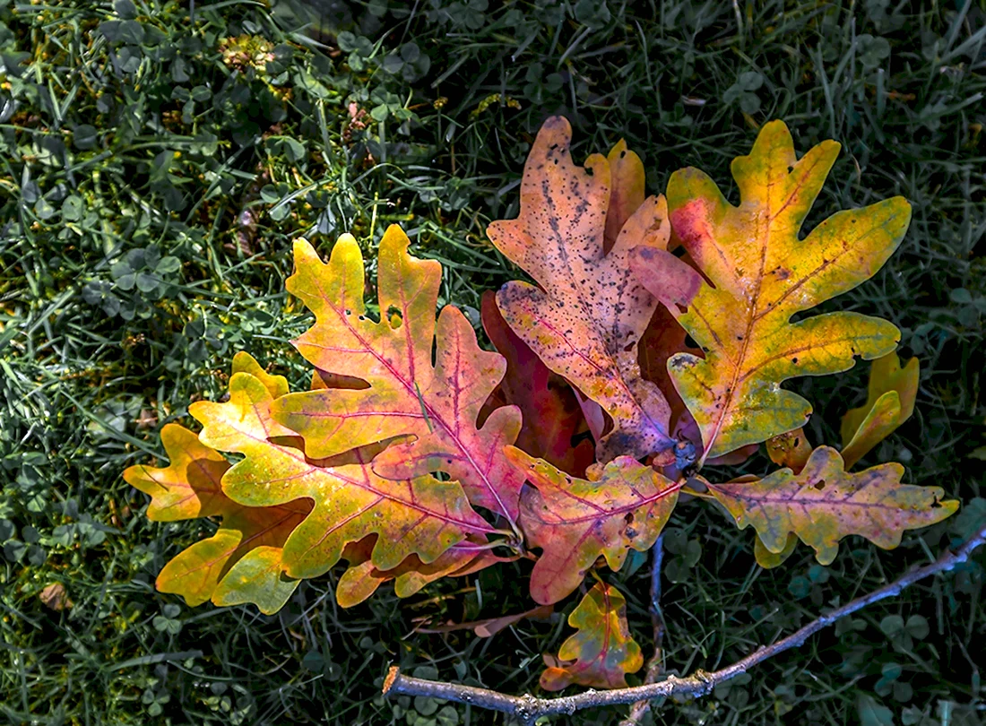 Цвет осенних листьев дуба