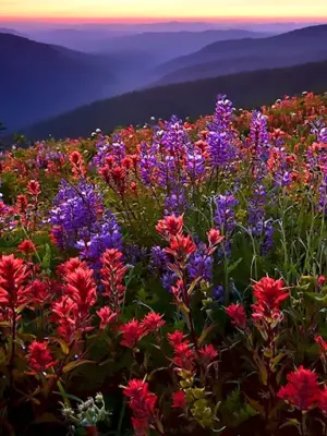 Цветочная Долина Перуджа Италия