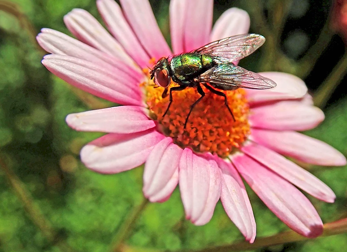 Цветочная Муха насекомое