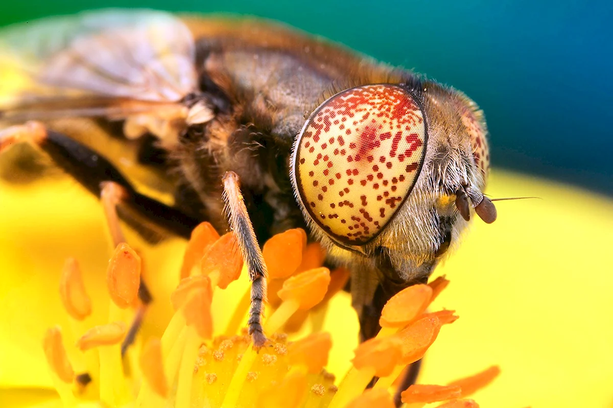 Цветочная Муха насекомое