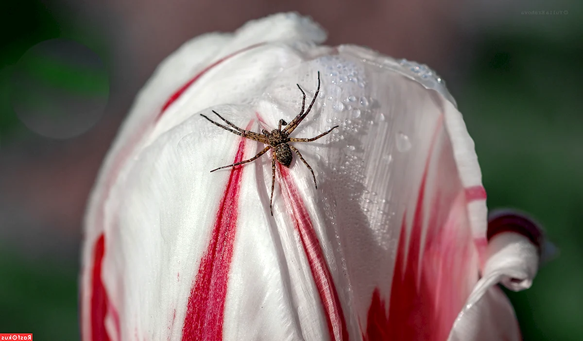 Цветочный паук красно белый