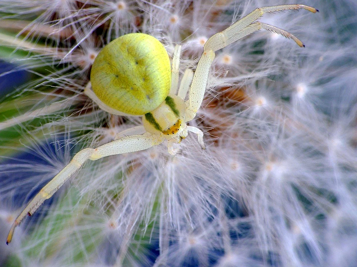 Цветочный паук Misumena vatia