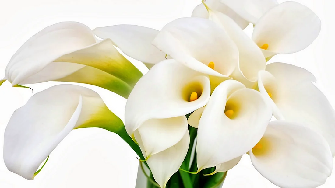 Цветок белокрыльника на белом фоне