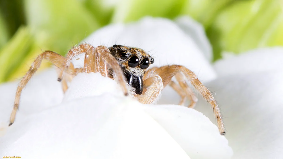 Цветок белый паук