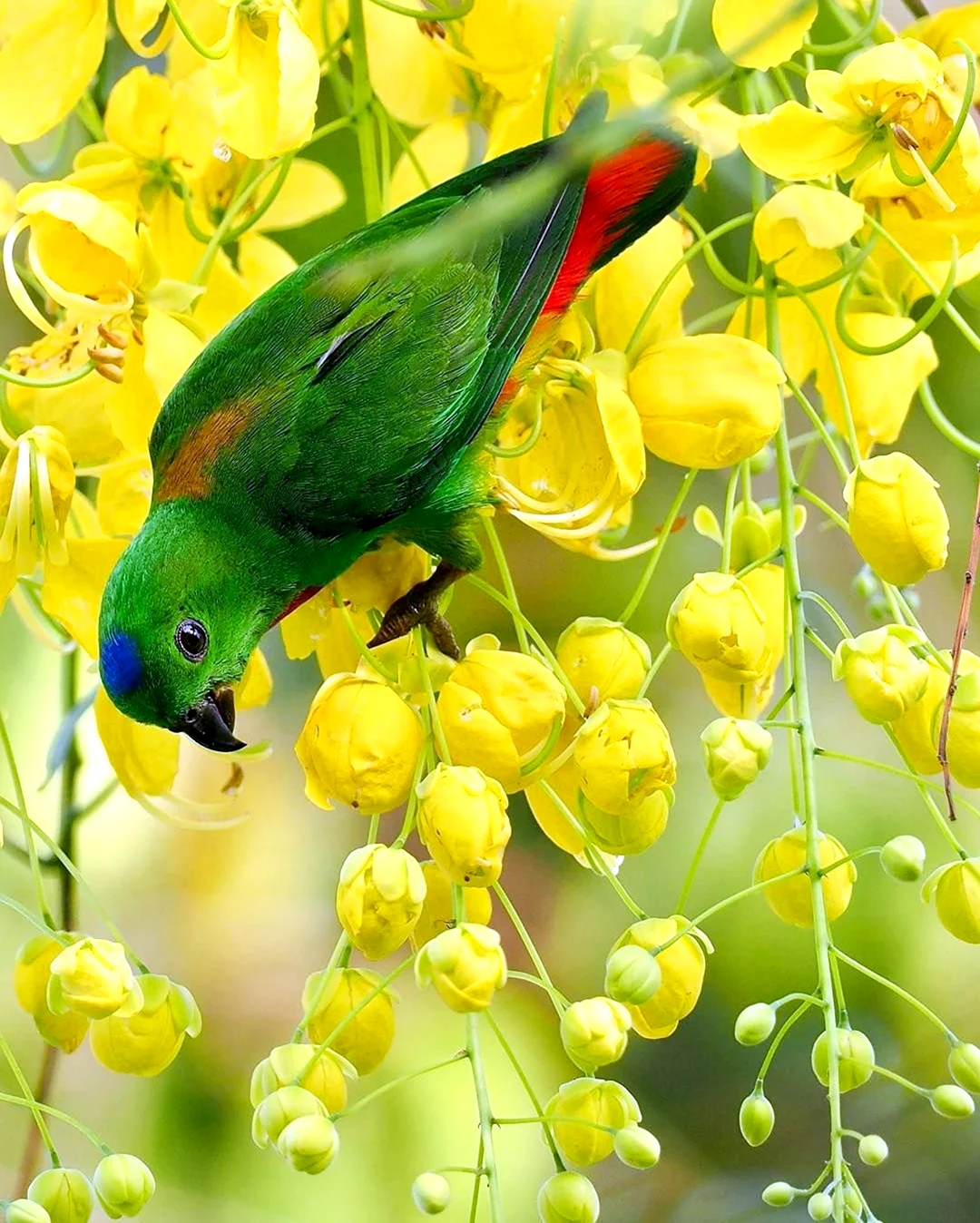 Цветок попугайчик