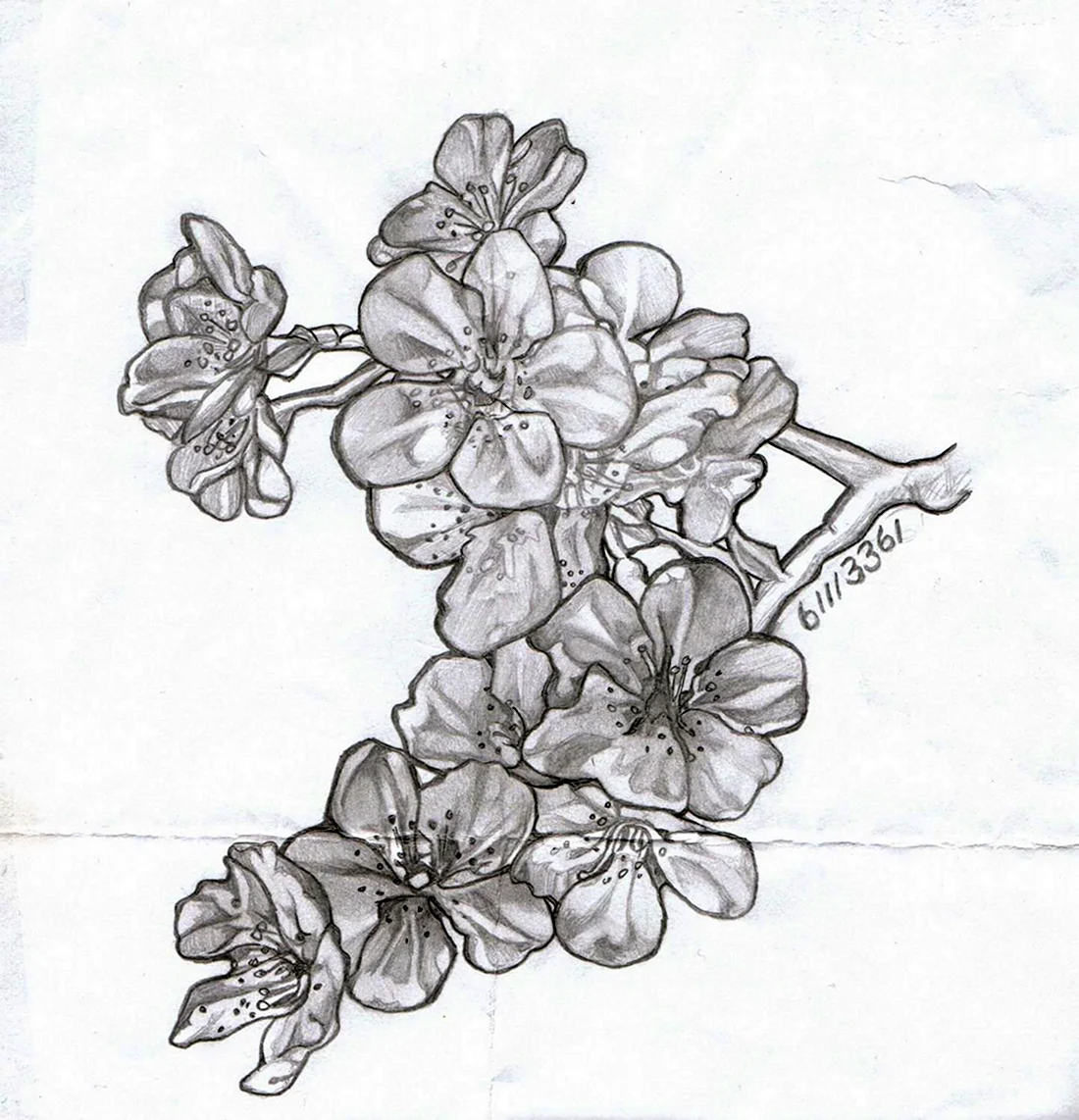 Цветок Сакуры срисовка карандашом