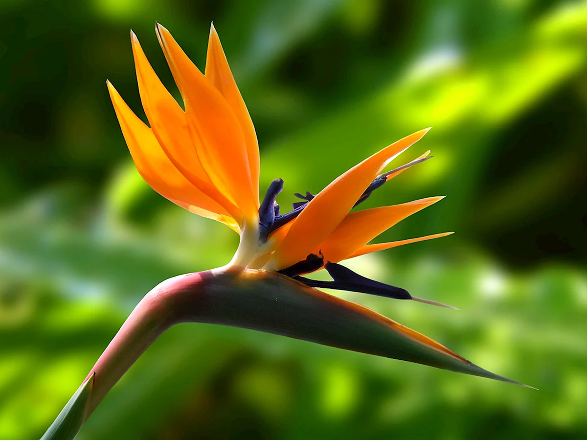 Цветок Стрелиция Райская птица