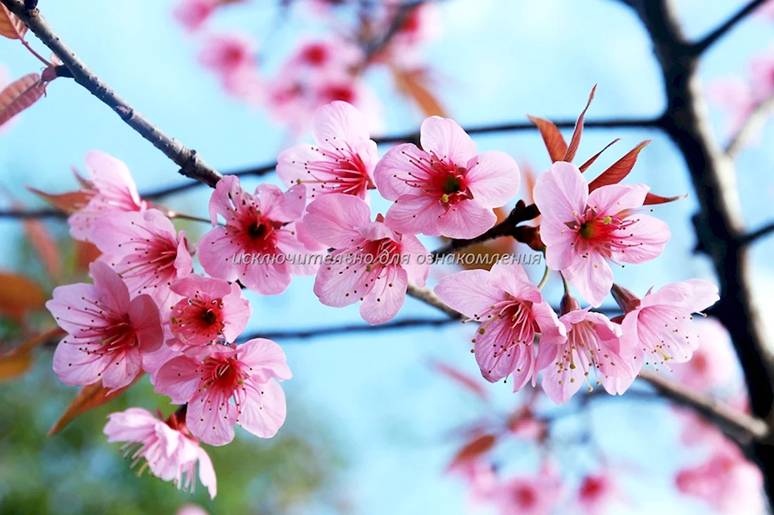 Цветущее абрикосовое дерево Япония
