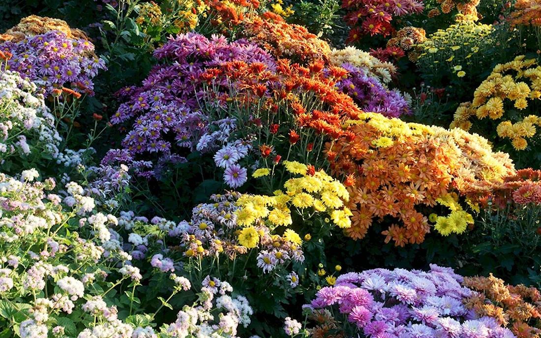 Цветущие осенью многолетники хризантемы