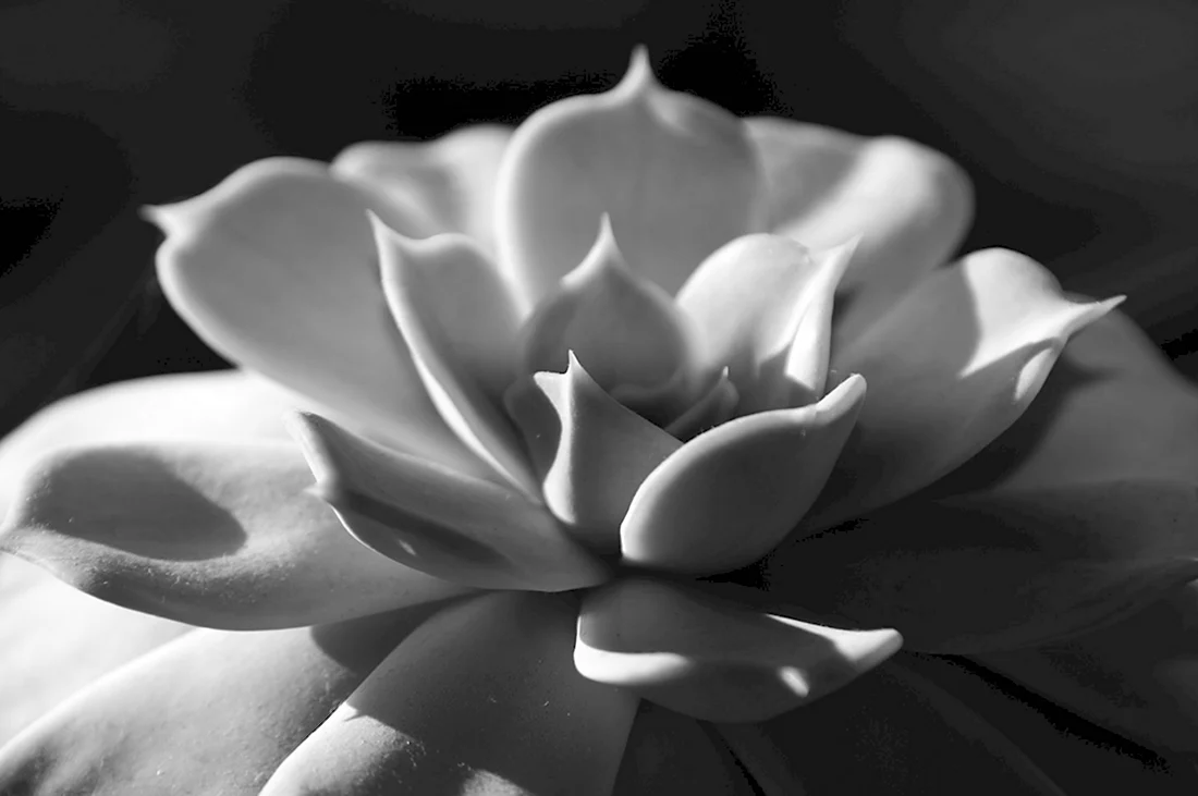 Цветы черно белые сборные