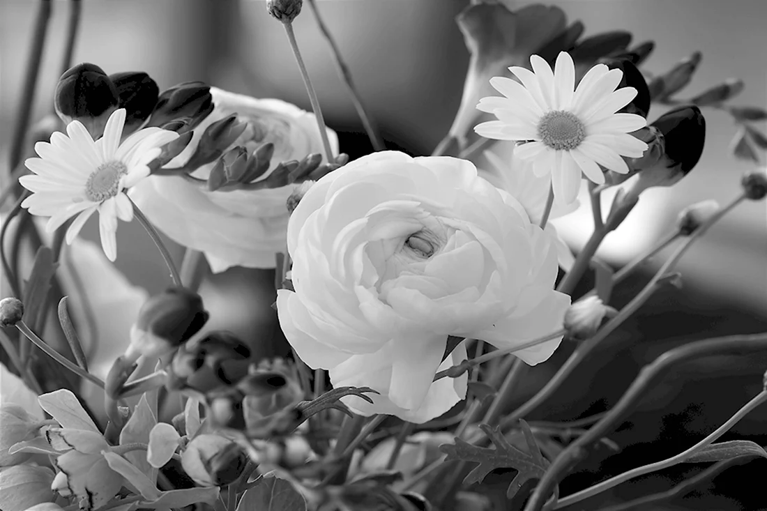 Цветы в черно белом цвете