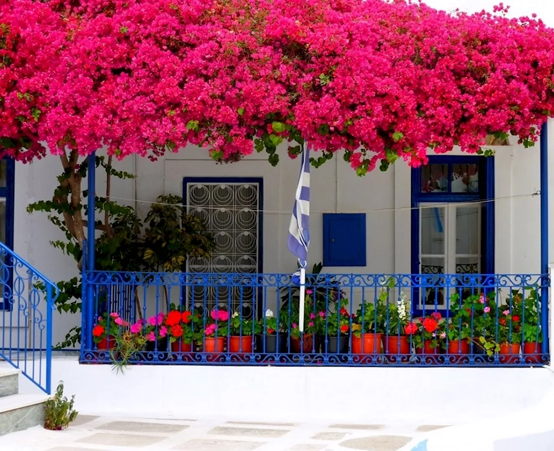 Цветы в Греции бугенвиллия