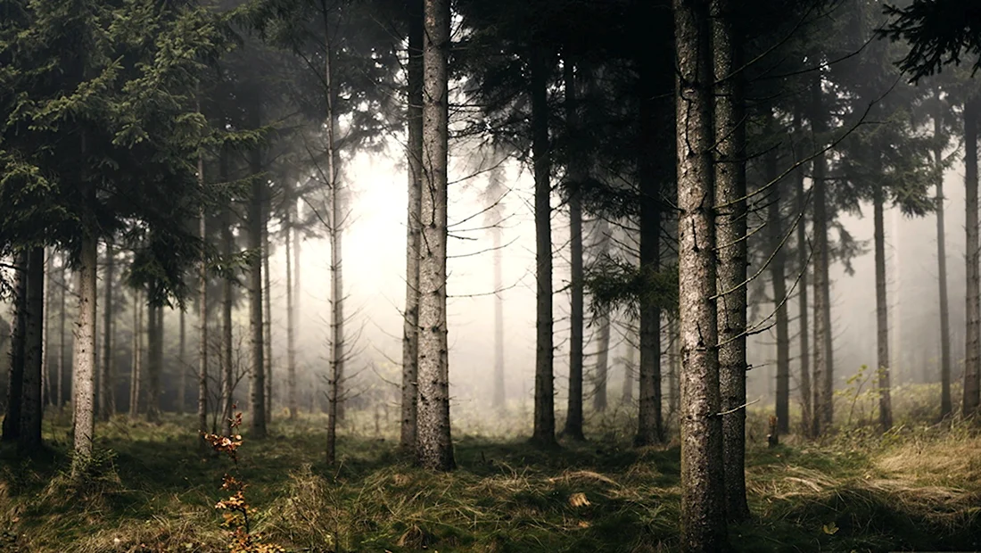 Туманный хвойный лес
