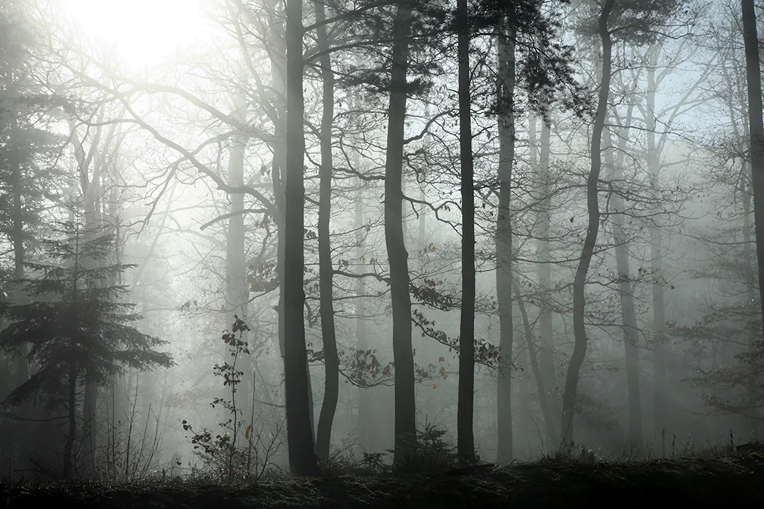Туманный лес икеа
