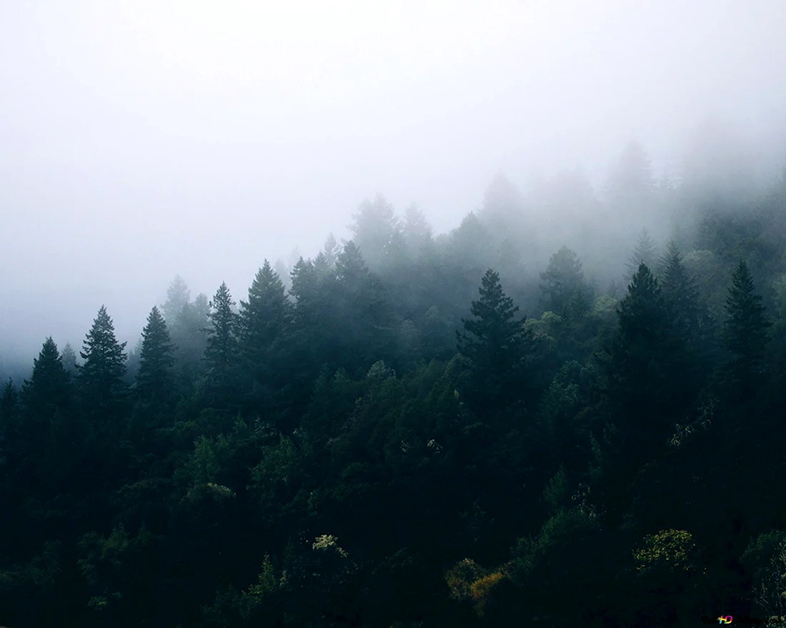 Туманный лес Таганай