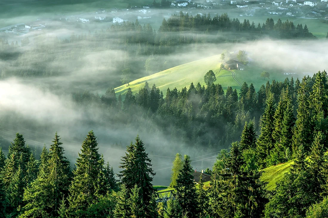 Туманный лес в Германии