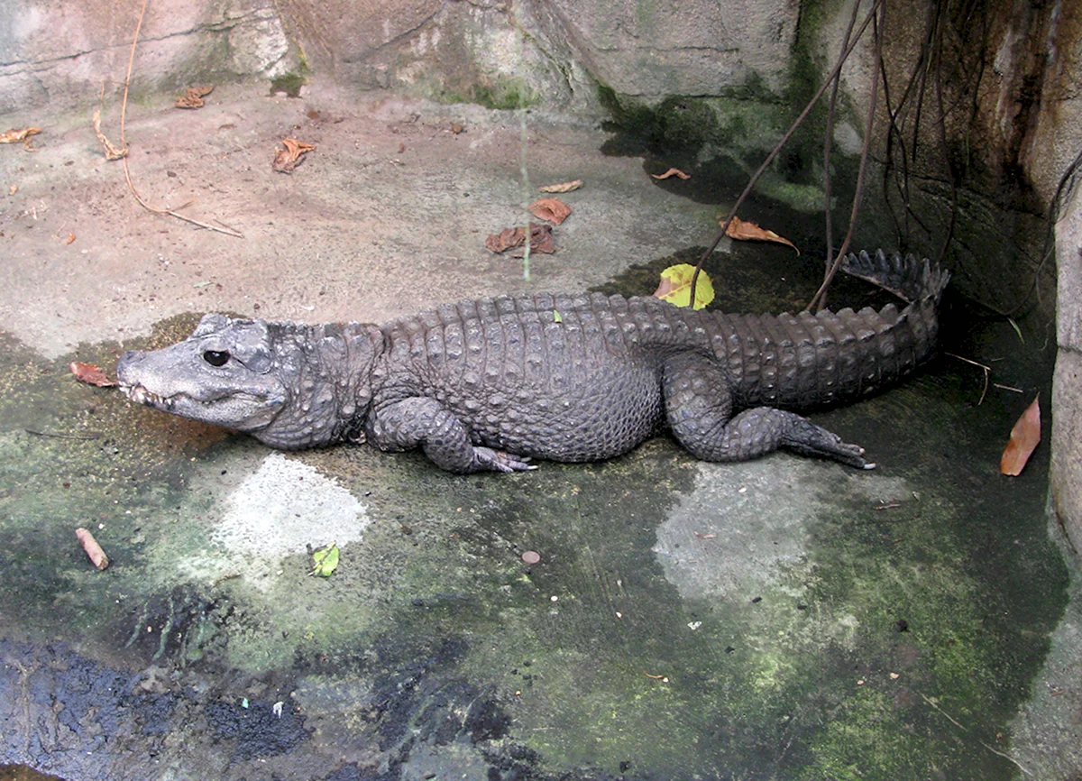 Тупорылый крокодил крокодил
