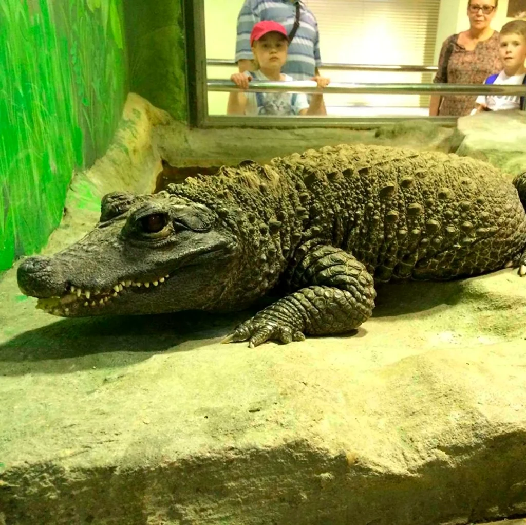 Тупорылый крокодил Московский зоопарк
