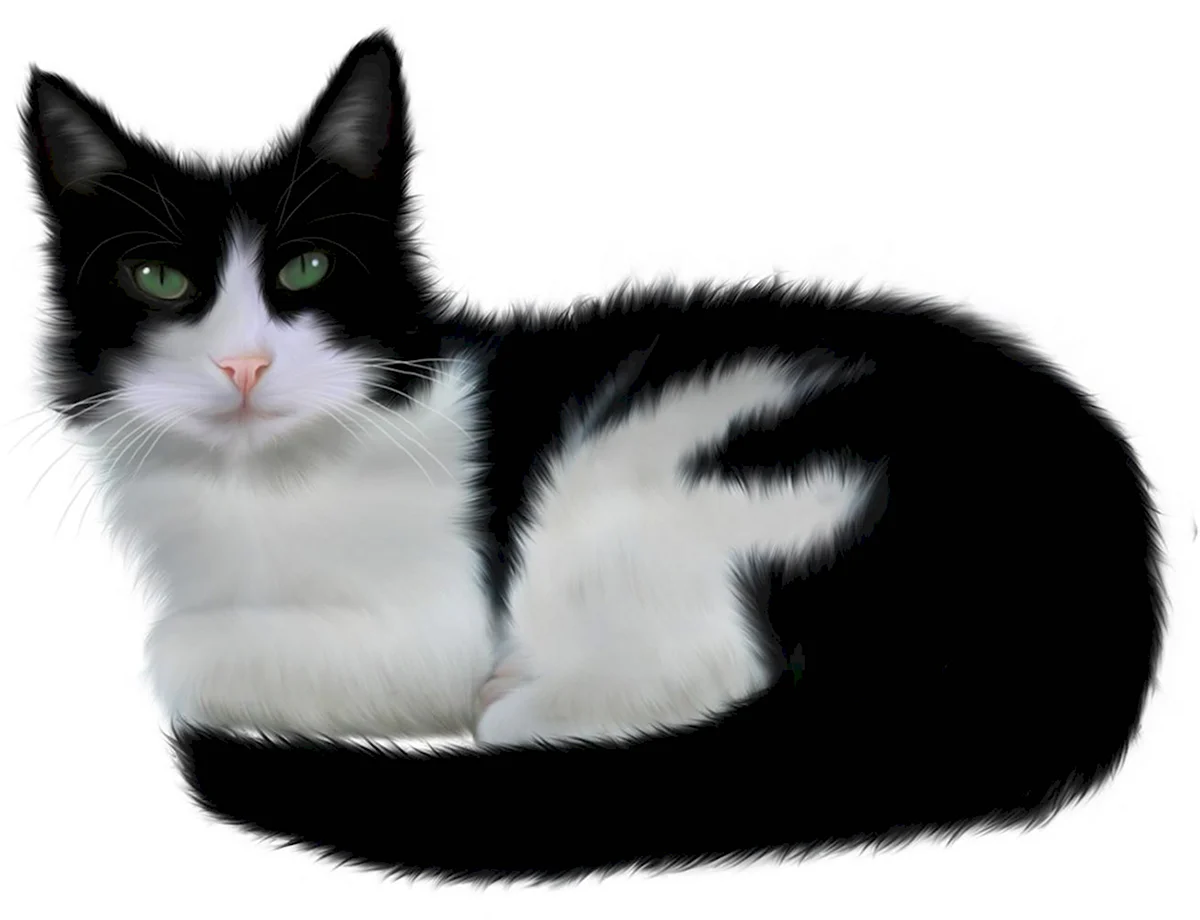 Турецкая ангора кошка черно белая