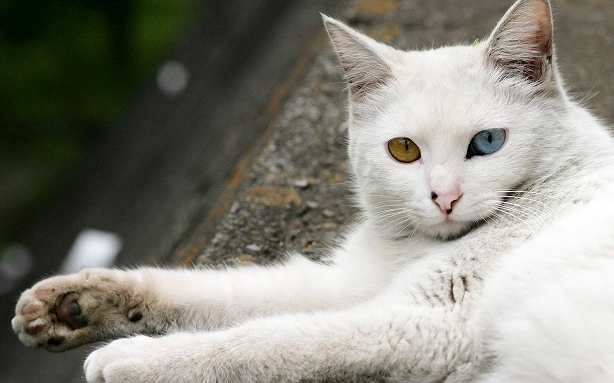 Турецкая ангорская кошка короткошерстная