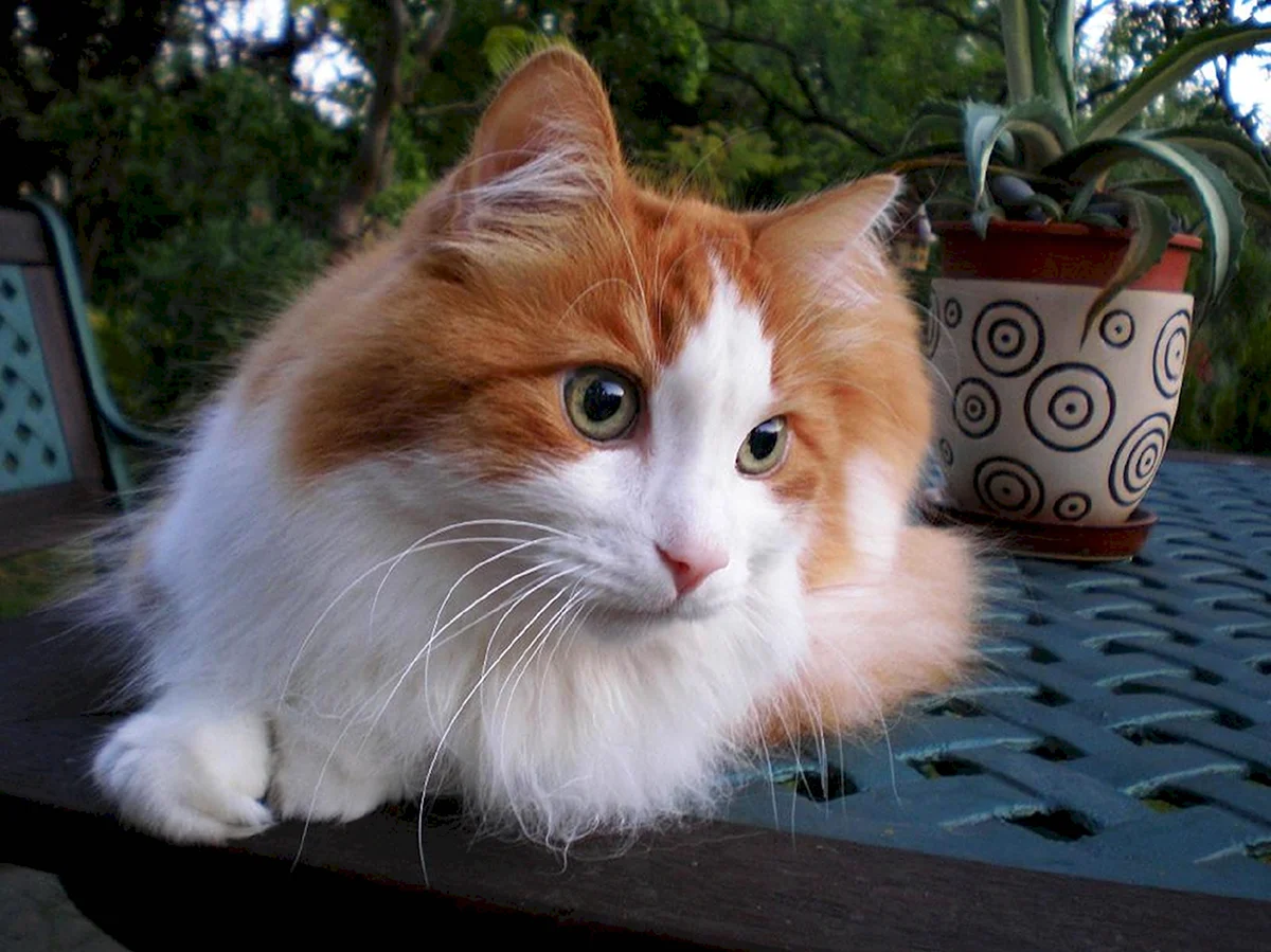 Турецкая ангорская кошка рыжая