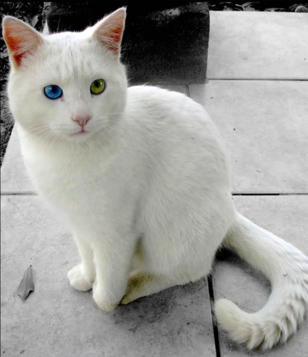 Турецкая Ванская кошка