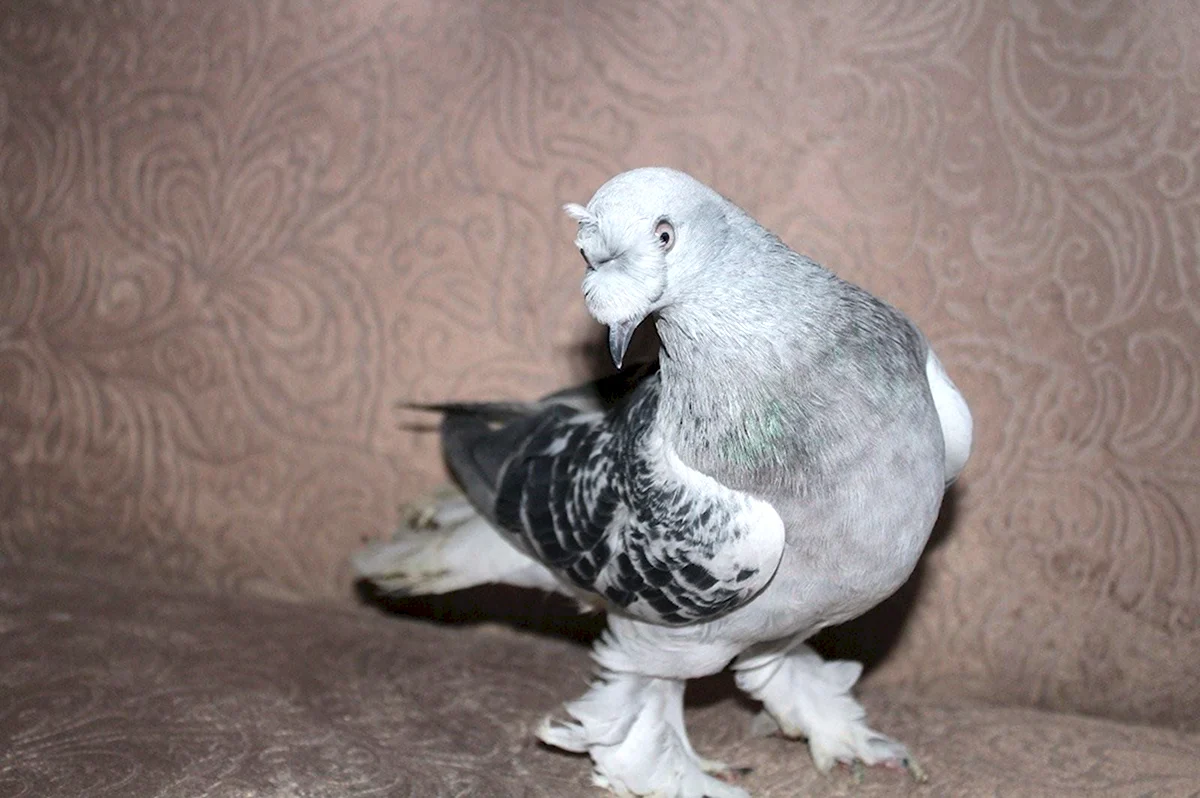 Турецкие бойные голуби