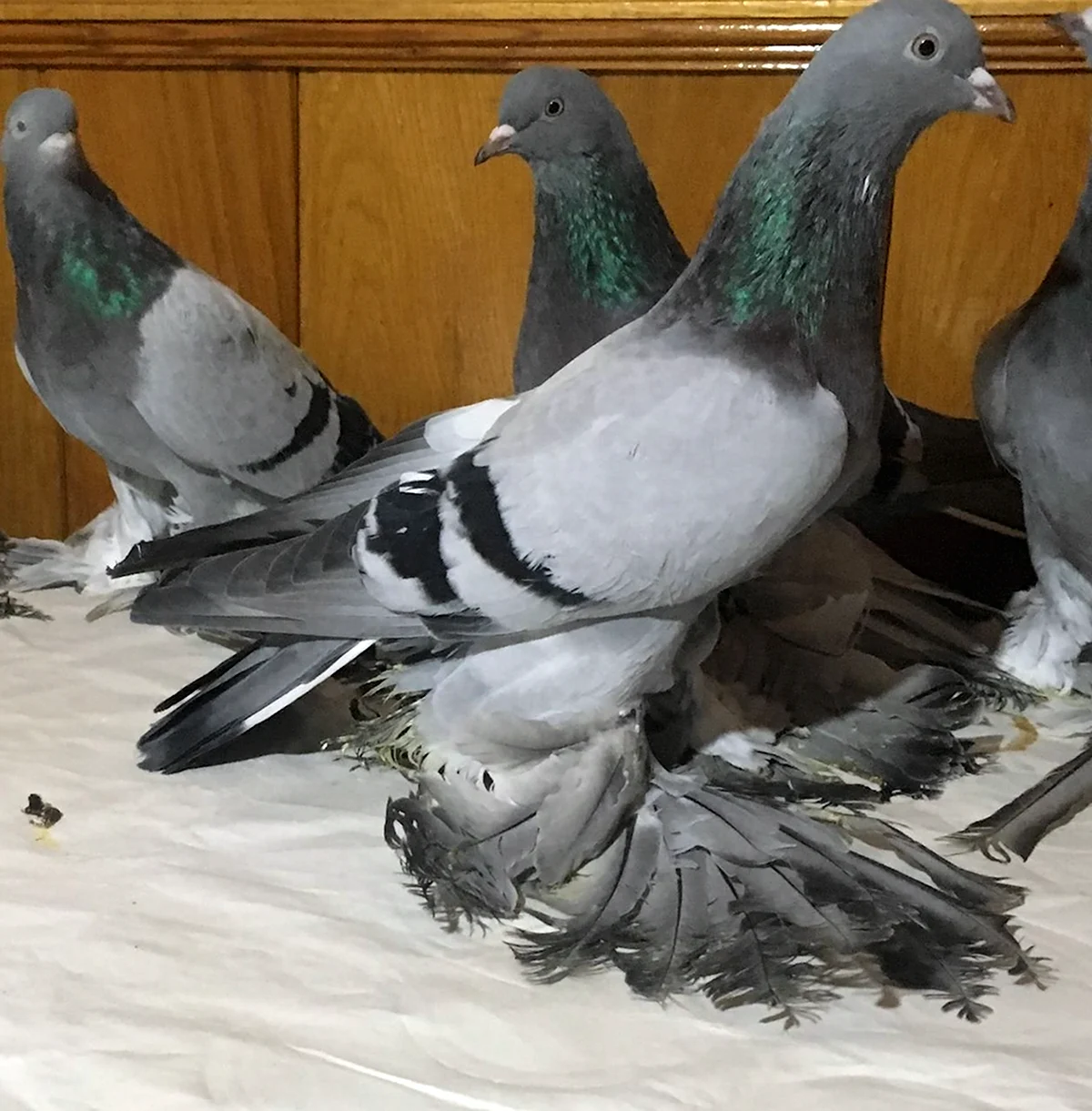Турецкие голуби породы Такла